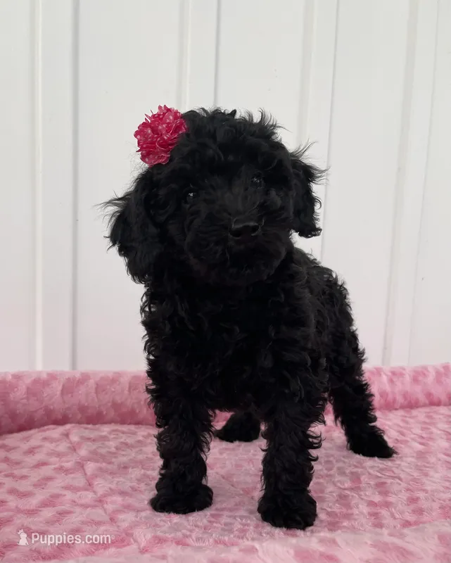 AKC Reg,-Co Owner Home,On Hold, a female Poodle - Miniature  for sale in Mount Gilead, NC – Photo 1 of 10