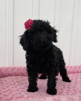 AKC Reg,-Co Owner Home,On Hold, a female Poodle - Miniature  for sale in Mount Gilead, NC – Photo 1 of 10