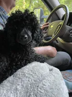 AKC Reg,-Co Owner Home,On Hold, a female Poodle - Miniature  for sale in Mount Gilead, NC – Photo 10 of 10