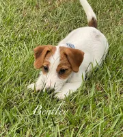 AKC Ch.Sired (Bentley)On Hold, a male Jack Russell Terrier for sale in Mount Gilead, NC – Photo 4 of 10