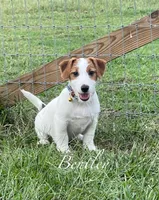 AKC Ch.Sired (Bentley)On Hold, a male Jack Russell Terrier for sale in Mount Gilead, NC – Photo 1 of 10