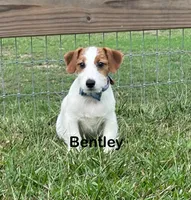 AKC Ch.Sired (Bentley)On Hold, a male Jack Russell Terrier for sale in Mount Gilead, NC – Photo 2 of 10