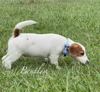 AKC Ch.Sired (Bentley)On Hold, a male Jack Russell Terrier for sale in Mount Gilead, NC – Photo 3 of 10