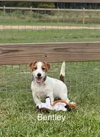 AKC Ch.Sired (Bentley)On Hold, a male Jack Russell Terrier for sale in Mount Gilead, NC – Photo 6 of 10