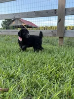 AKC Reg. Elite Bred, 18 Champions & Grands CH. in Pedigree ( Sylvie), a female Poodle - Miniature  for sale in Mount Gilead, NC – 2 of 8