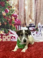 On Hold, AKC (Scooter), a male Jack Russell Terrier for sale in Mount Gilead, NC – Photo 2 of 2
