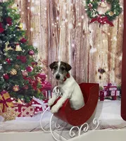 On Hold, AKC (Scooter), a male Jack Russell Terrier for sale in Mount Gilead, NC – Photo 1 of 2
