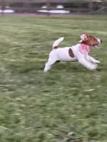 AKC Champion Sired, Elite Bred (Leah), a female Jack Russell Terrier for sale in Mount Gilead, NC – 6 of 6