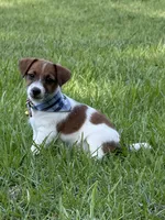 AKC Reg. Champion Sired, Elite Bred (Charlie) , a male Jack Russell Terrier for sale in Mount Gilead, NC – 3 of 5