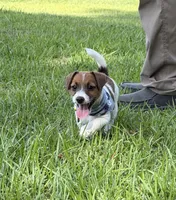 AKC Reg. Champion Sired, Elite Bred (Charlie) , a male Jack Russell Terrier for sale in Mount Gilead, NC – 5 of 5