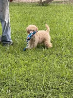 AKC Poodle Male,18 Ch Pedigree, a male Poodle - Miniature  for sale in Mount Gilead, NC – Photo 5 of 9