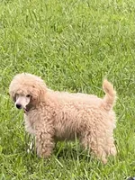 AKC Poodle Male,18 Ch Pedigree, a male Poodle - Miniature  for sale in Mount Gilead, NC – Photo 4 of 9