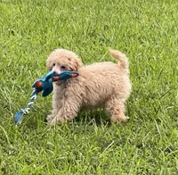 AKC Poodle Male,18 Ch Pedigree, a male Poodle - Miniature  for sale in Mount Gilead, NC – Photo 7 of 9