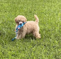 AKC Poodle Male,18 Ch Pedigree, a male Poodle - Miniature  for sale in Mount Gilead, NC – Photo 6 of 9