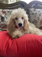 AKC Poodle Male,18 Ch Pedigree, a male Poodle - Miniature  for sale in Mount Gilead, NC – Photo 2 of 9