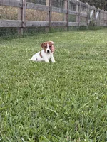 AKC Champion Sired, Elite Bred (Leah), a female Jack Russell Terrier for sale in Mount Gilead, NC – 5 of 6