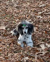 AKC Reg, 18 Champions in Pedigree (Fabio), a male Poodle - Miniature  for sale in Mount Gilead, NC – 9 of 9