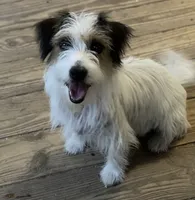 AKC Reg. Champion Sired, Elite Bred (Buster), a male Jack Russell Terrier for sale in Mount Gilead, NC – 8 of 9