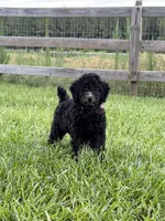 AKC Reg. Elite Bred, 18 Champions & Grands CH. in Pedigree ( Sylvie), a female Poodle - Miniature  for sale in Mount Gilead, NC – 5 of 8