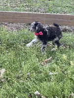 AKC Ch.Lines (Kobe) On Hold, a male Poodle - Miniature  for sale in Mount Gilead, NC – Photo 5 of 9
