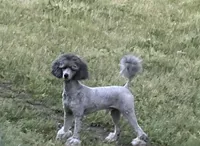 AKC Ch.Lines (Kobe) On Hold, a male Poodle - Miniature  for sale in Mount Gilead, NC – Photo 6 of 9