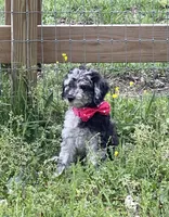 AKC Ch.Lines (Kobe) On Hold, a male Poodle - Miniature  for sale in Mount Gilead, NC – Photo 4 of 9