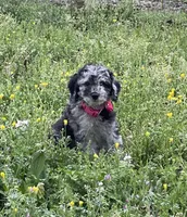 AKC Ch.Lines (Kobe) On Hold, a male Poodle - Miniature  for sale in Mount Gilead, NC – Photo 2 of 9