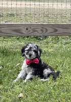 AKC Ch.Lines (Kobe) On Hold, a male Poodle - Miniature  for sale in Mount Gilead, NC – Photo 1 of 9