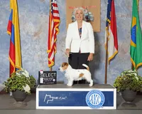 AKC Champion Sired, Elite Bred (Miss Brie), a female Jack Russell Terrier for sale in Mount Gilead, NC – 7 of 10