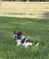AKC Reg. Champion Sired, Elite Bred (Charlie) , a male Jack Russell Terrier for sale in Mount Gilead, NC – 2 of 5