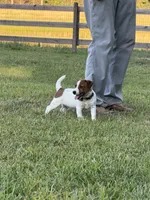 On Hold with Deposit, AKC Champion Sired, Elite Bred (Snickers) , a male Jack Russell Terrier for sale in Mount Gilead, NC – 8 of 10