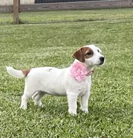 AKC Champion Sired (Dottie), a female Jack Russell Terrier for sale in Mount Gilead, NC – Photo 4 of 10