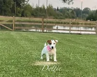 AKC Champion Sired (Dottie), a female Jack Russell Terrier for sale in Mount Gilead, NC – Photo 2 of 10