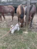 AKC Champion Sired (Dottie), a female Jack Russell Terrier for sale in Mount Gilead, NC – Photo 8 of 10