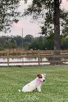 AKC Champion Sired (Dottie), a female Jack Russell Terrier for sale in Mount Gilead, NC – Photo 5 of 10