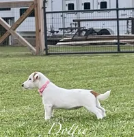 AKC Champion Sired (Dottie), a female Jack Russell Terrier for sale in Mount Gilead, NC – Photo 3 of 10