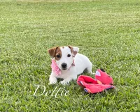AKC Champion Sired (Dottie), a female Jack Russell Terrier for sale in Mount Gilead, NC – Photo 7 of 10