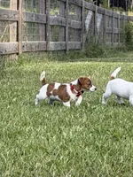 AKC Champion Sired Elite Bred (Colt) , a male Jack Russell Terrier for sale in Mount Gilead, NC – 5 of 7