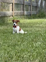 AKC Champion Sired Elite Bred (Colt) , a male Jack Russell Terrier for sale in Mount Gilead, NC – 4 of 7