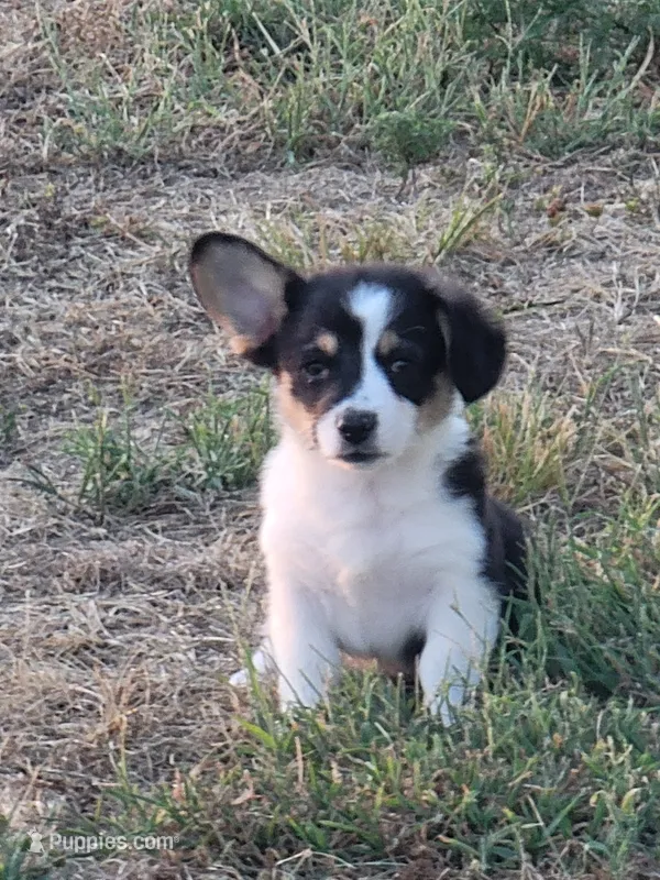Scout – Pembroke Welsh Corgi puppy for sale in Jenkins, MO