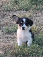 Scout, a female Pembroke Welsh Corgi for sale in Jenkins, MO – 1 of 5