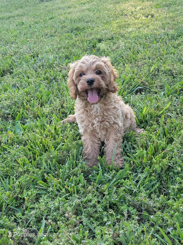 Teddy – Cockapoo puppy for sale in Jenkins, MO