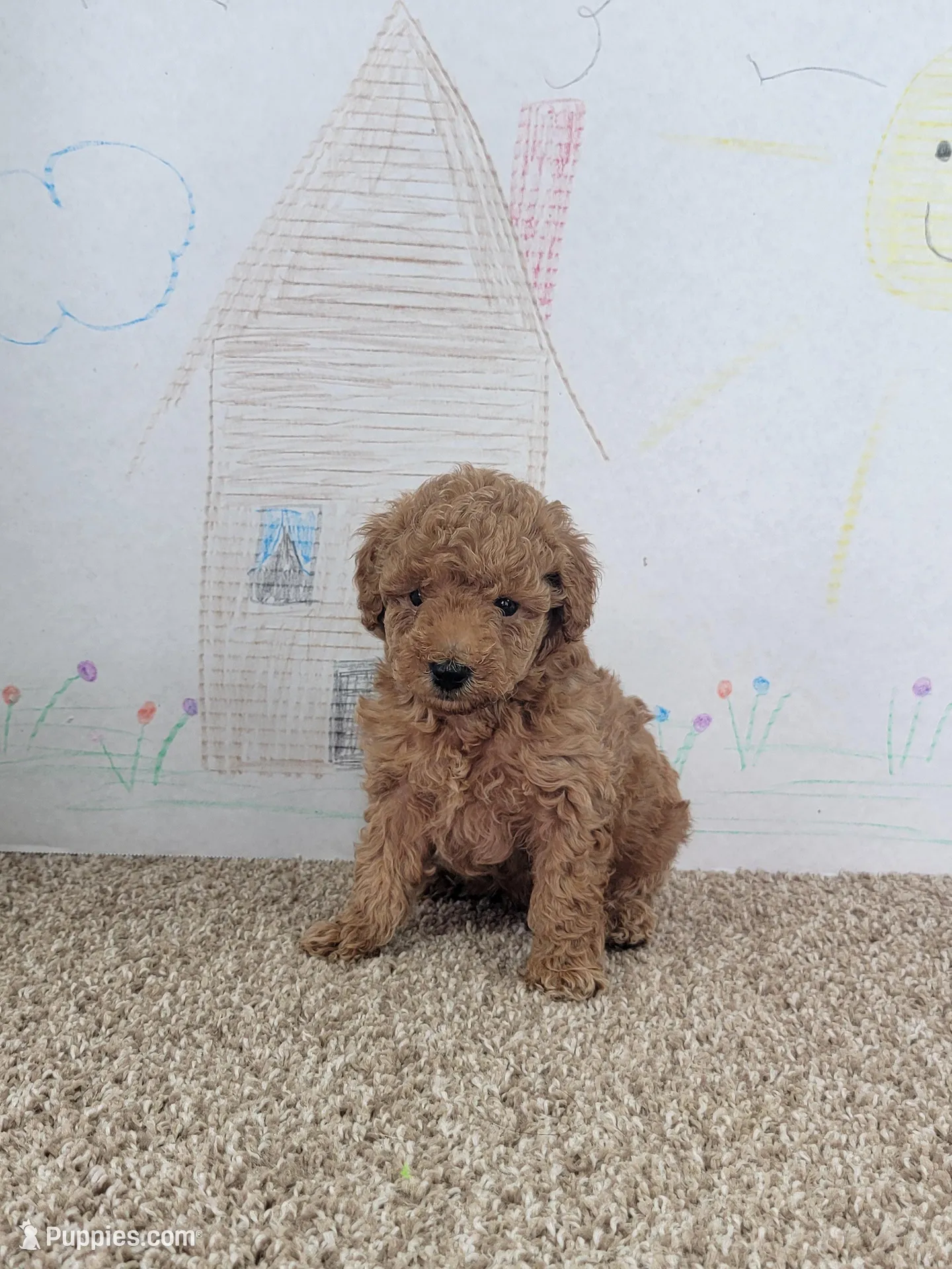 Bam Bam, a male Poodle - Miniature  for sale in Jenkins, MO – Photo 2 of 5
