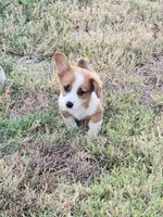 Chief, a male Pembroke Welsh Corgi for sale in Jenkins, MO – 2 of 4