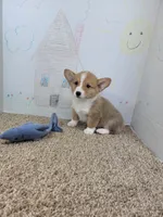Jake, a male Pembroke Welsh Corgi for sale in Jenkins, MO – 4 of 4