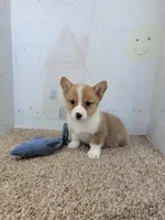 Copper, a male Pembroke Welsh Corgi for sale in Jenkins, MO – 4 of 4