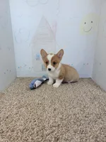 Corky, a male Pembroke Welsh Corgi for sale in Jenkins, MO – 3 of 4
