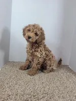 Max, a male Cockapoo for sale in Jenkins, MO – Photo 1 of 3