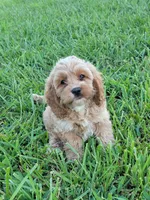 Buster, a male Cockapoo for sale in Jenkins, MO – 2 of 3
