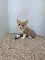 Bentley, a male Pembroke Welsh Corgi for sale in Jenkins, MO – 4 of 4